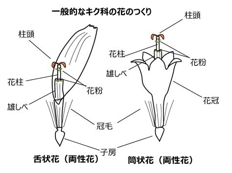 花形状|花のタイプ